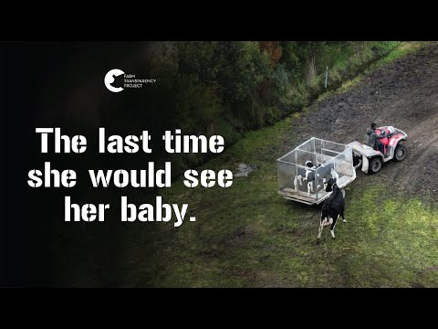 Newborn Calves Ripped From Their Mothers | End Dairy Slaughter