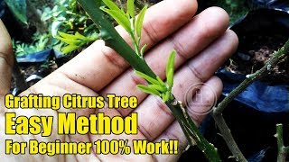 Easy Grafting Citrus Tree For Beginner 100% Work