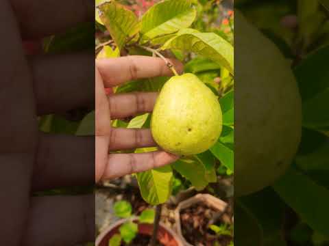 #growguavatree #guavafruits #youtubeshorts #shortvideo #shortsviral #share #shorts #subscribe