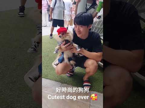 Cutest dog ever!好時尚的狗狗😍