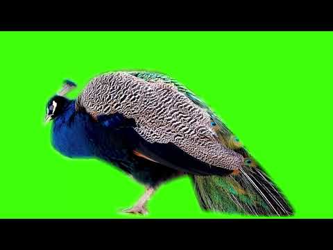 peacock green screen [Friday, 22 July 2022]