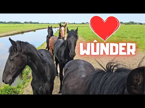 Wûnder and all his friends | Sleepover | Say hi to the colts | Frisky Yfke | Friesian Horses