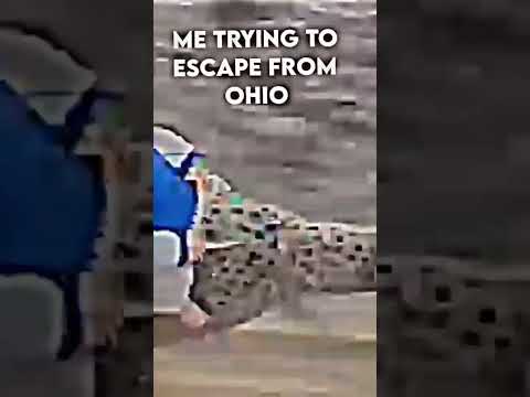 baby riding cheetah meme #shorts