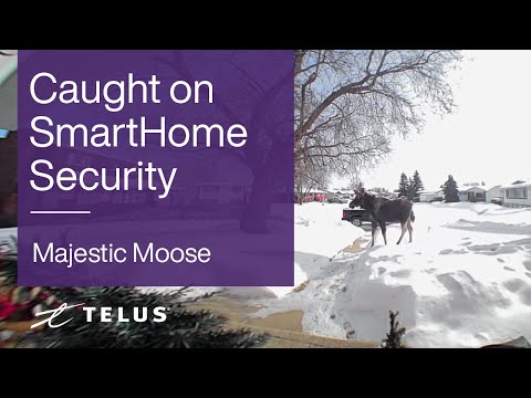 TELUS | Majestic Moose