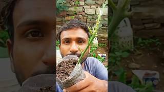 simple grafting mango tree #grafting #graftingmangotree #gardening