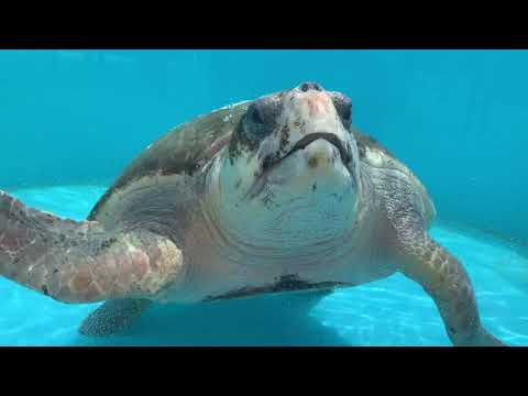 Go Blue Awards Featuring National Geographic Photographer Joel Sartore