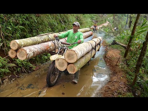 Dangerous Method They Use to Transport Gigantic Logs in Forest