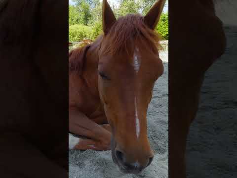 The Aftermath Of An All-Nighter 🥱💤  #horses #shorts #funny