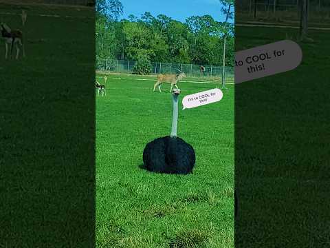 funny ostrich 🤣 fun at the zoo 🦒🦣🐵🦃 #funny #ostrich #fun #zoo #animallover