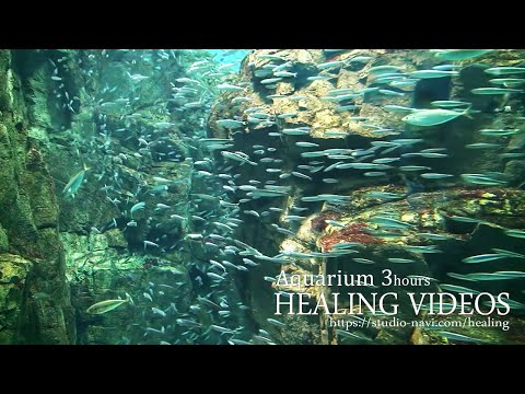 Video of healing "Aquarium" 3 hours / Aquarium 3 hours