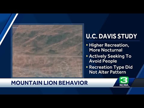 Mountain lions avoid humans in recreation areas, UC Davis study shows