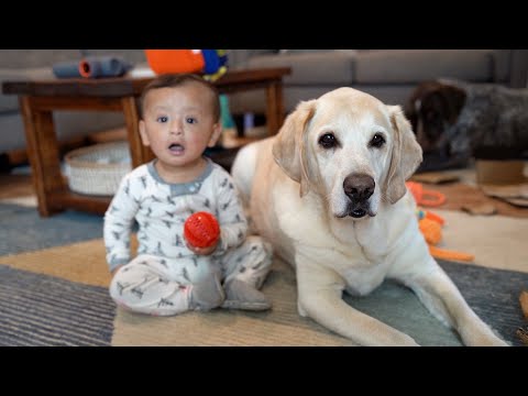 Growing Together: Heartwarming Bond of Learning and Sharing with Dogs and Baby