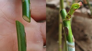 Grafting Plants | Rose grafting - Whip Grafting | How to graft rose plant