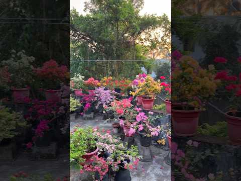 Bougainvillea Transformation😍 #ytshorts #bougainvillea #floweringplants