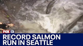 Record salmon run at Seattle’s Carkeek Park | FOX 13 Seattle