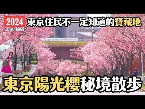 東京櫻花2024🌸 早染井吉野櫻幾天盛開！東京超壯觀陽光櫻秘境｜4K VLOG