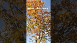 Autumn in Copenhagen #denmark #travel #copenhagen #denmarkvlog #autumn #summer #humanbook #nature