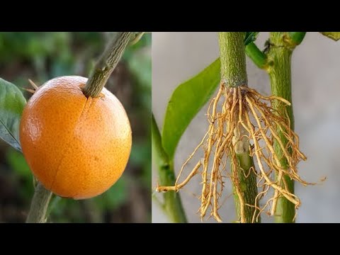 Lemon Grafting At Home | Successful Tricks