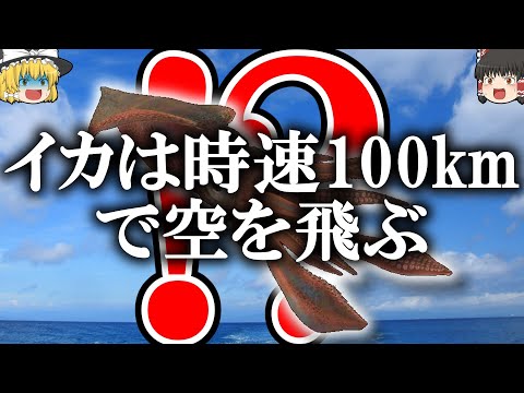 【雑学】イカはしゃべるし空も飛ぶ【ゆっくり解説】