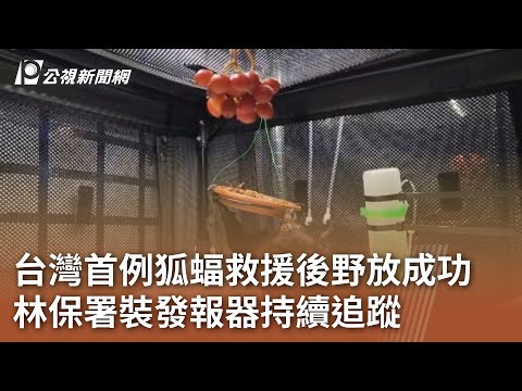 台灣首例狐蝠救援後野放成功 林保署裝發報器持續追蹤｜20241115 公視中晝新聞