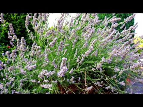 How to Grow Lavender from Last Years Flower Seeds