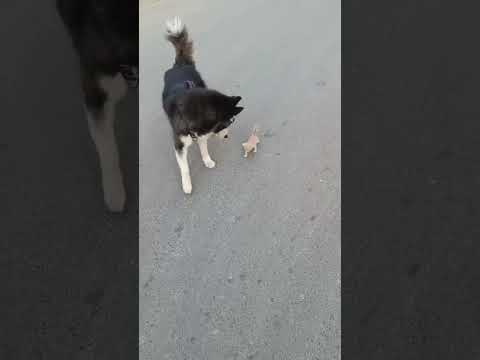 Husky Refuses to Go Home Without Kitten