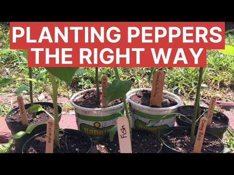 Does Planting Sweet and Hot Peppers Close Mix Them?