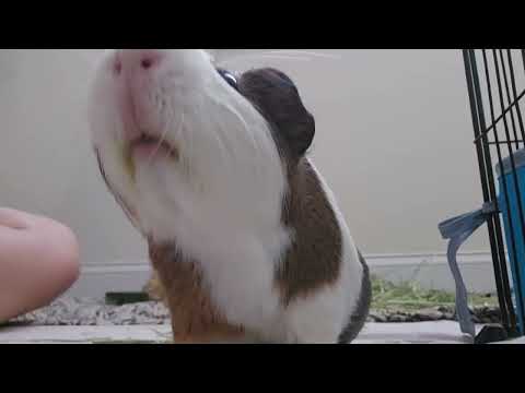 Guinea pig mischief!