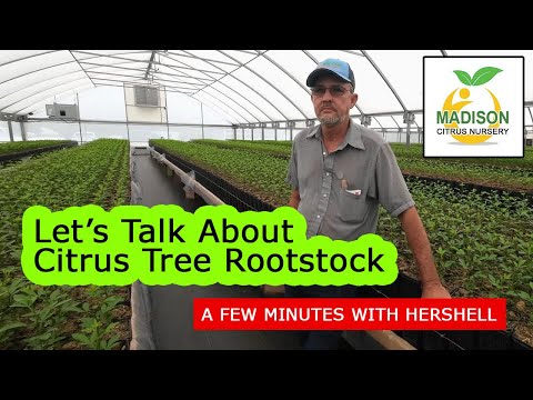 What Rootstock Will My Citrus Tree Be Grafted To? - Let's talk about the citrus rootstock we use.