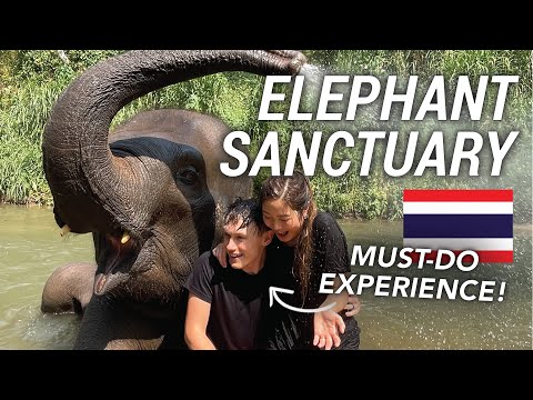 Elephant Sanctuary Experience in Chiang Mai, Thailand 🇹🇭