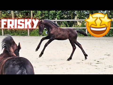 Frisky foal in the arena. What? Should we go that way? | Happy on the road | Friesian Horses