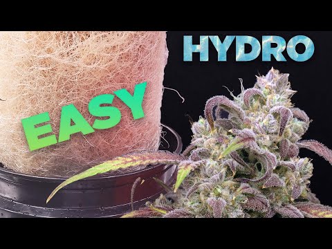 How to HYDRO EASY - COMPLETE GROW GUIDE Cannabis & Weed Hydroponic DWC