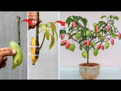 THE WORLD'S NUMBER ONE HIGH TECHNIQUE uses green bananas to propagate extremely fast growing mangoes