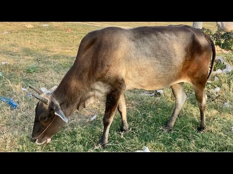 How do Cows finding grass for eat  in the dry season /cow video – You Won't Believe Your Eyes!