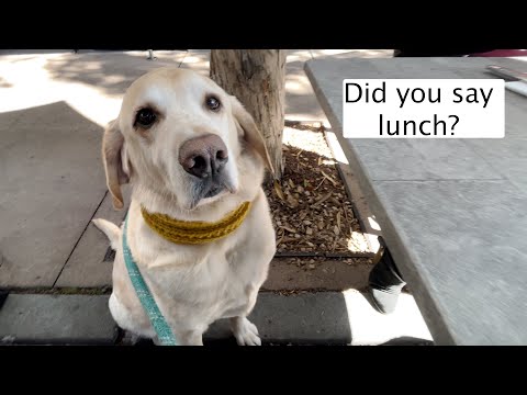 Zazu makes a new friend at brunch