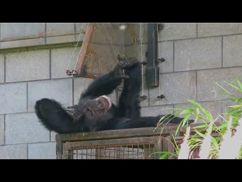 Chimp on its Back at Edinburgh Zoo - 08/09/23