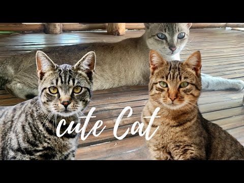 look these cats face how cute they are