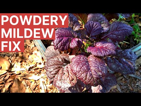 Powdery Mildew Gardening 101 for Florida Vegetable Gardens