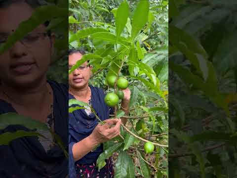 വീട്ടിൽ അബിയു കൃഷി ചെയ്യുന്നവരുടെ ശ്രദ്ധയ്ക്ക് | Anit Thomas Live kerala | Fruit Framing tips Kerala