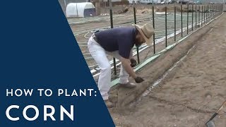 How to Plant Corn