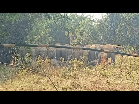 Elephant Attack Jamtara City