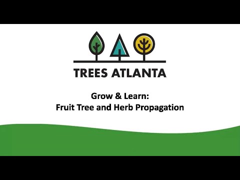 Grow and Learn: Fruit Tree and Herb Propagation