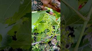 GRAPE FLOWERS! 🍇 #paulstingray #growingfruit