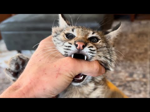 How to Survive a Bobcat Attack