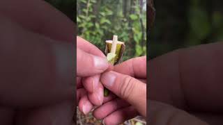 Simple Grafting Tutorial🪴 #graftingskills #splitgraft #treehouse  #grafting #plantlover #shorts