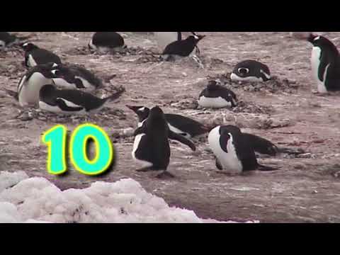 Count 1 to 10 penguin sing-along song | Lots & Lots of Penguins | James Coffey