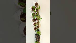 Indoor plants#Organic Food#Green Treasure# #Shorts#ytshorts #trending #