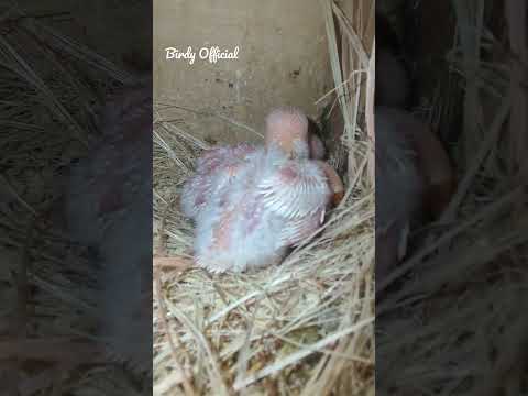 Beauty Of Albino #lovebirds #birds #babybird