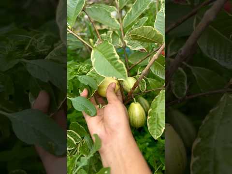 Satisfying fruit harvesting 🍐🍋 #guava #lemon #gardening #harvest #shorts #shortsfeed #viral #fyp