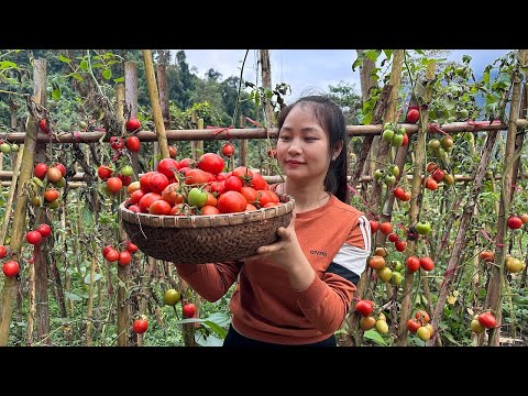 Tomatoes in the Garden Until Harvest Day - Simple and Delicious Tomato Soup for Poor Children